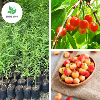 ต้นกล้าอเมริกันเชอรี่เหลือง