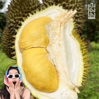 ทุเรียนพันธุ์หมอนทอง